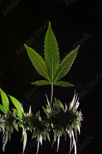 close up of leaf and bud on plant