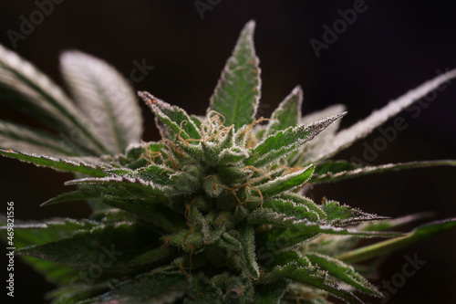 close macro of crystal and hair on marijuana bud