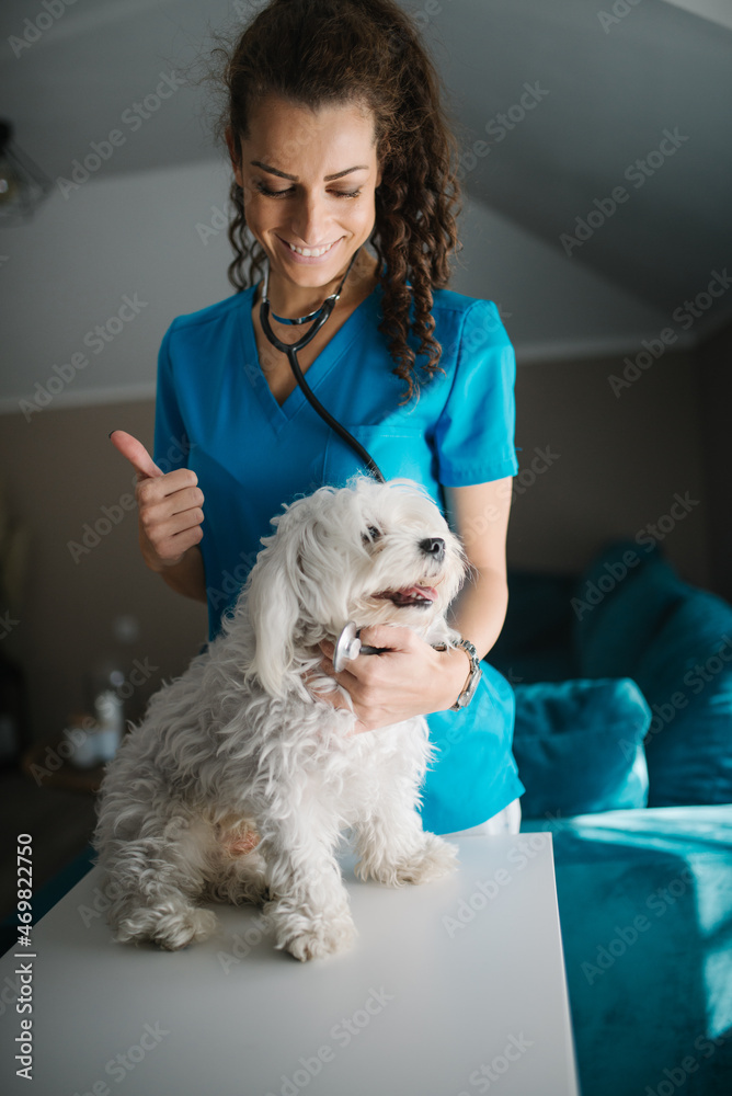 Veterinarian showing a thumbs up and smiling while petting a mal Veterinarian showing a thumbs up and smiling while petting a mal