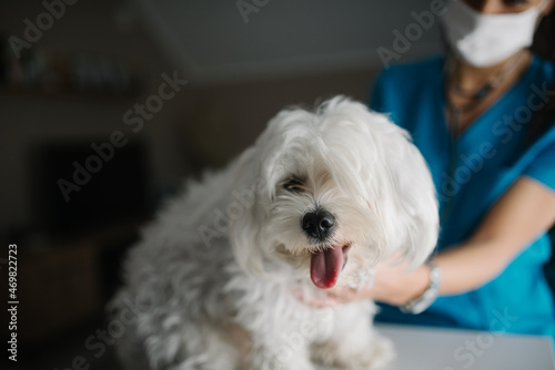 Close-up of a maltese dog and a vet in a blurry background. photo
