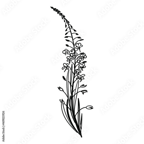 Fireweed,  willowherb, bombweed. Chamaenerion angustifolium flower with leaves and buds. Black on white background drawing in engraving vintage style. Botanical hand drawn illustration