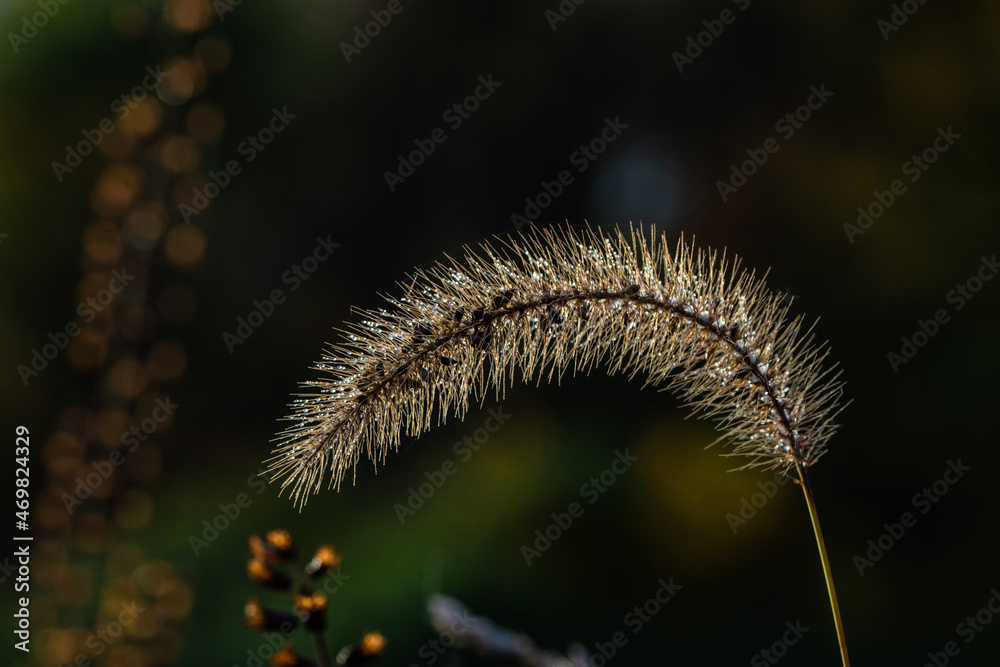 Obraz premium Sunrise flower 