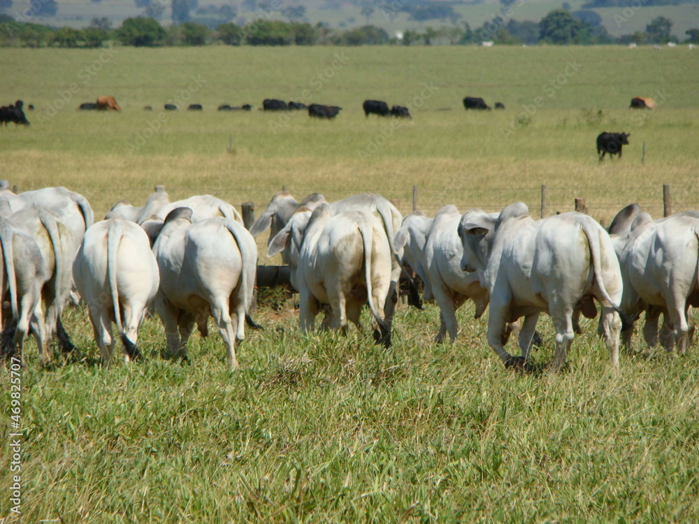Obraz premium Touros brahman