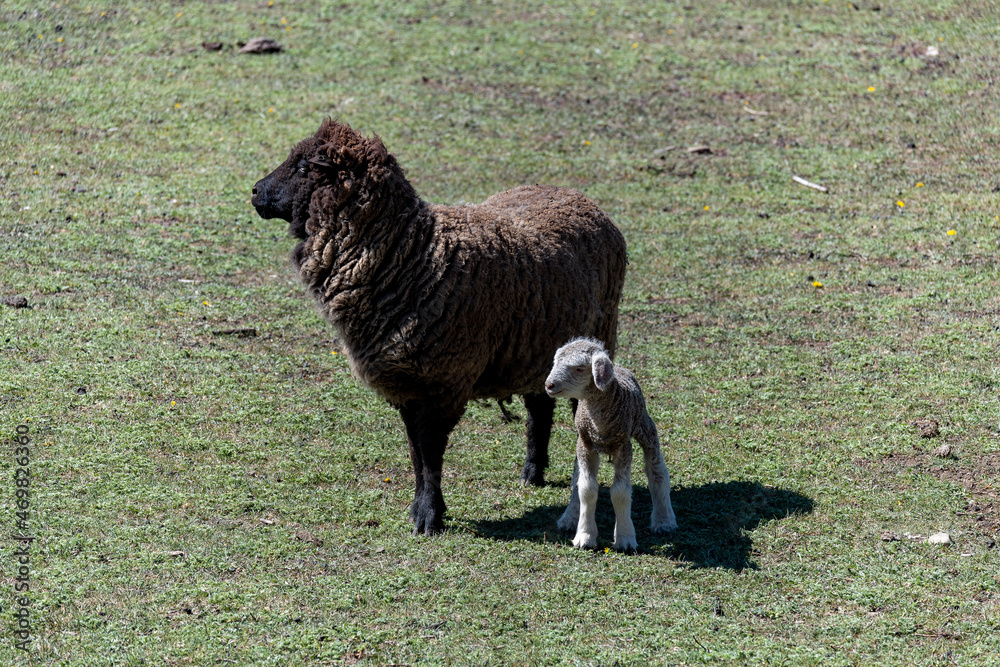 Fototapeta premium baby sheep with their mother