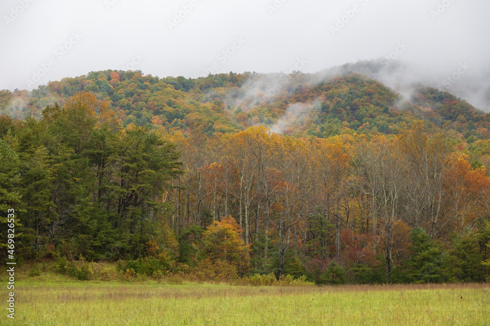 Forest in autumn with fog in the mountains