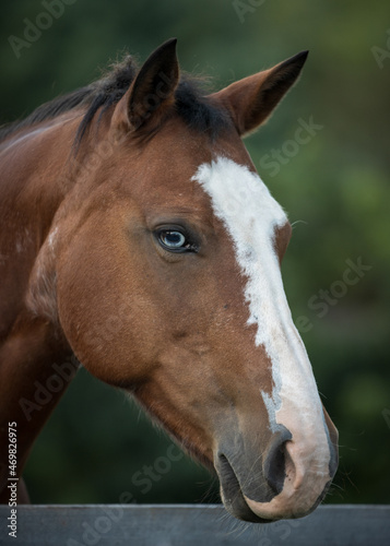 brown horse portrait