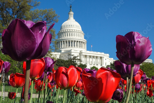 US Capitol Building and tulips in springtime - Washington DC United States