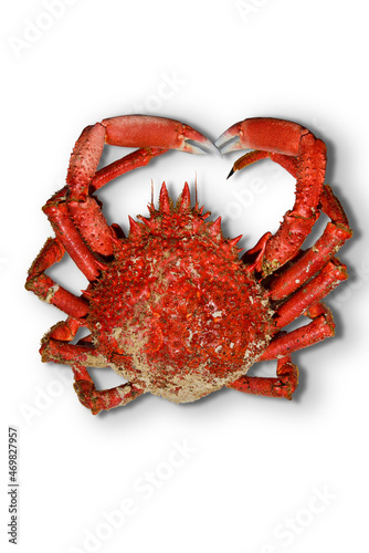 Photos galician spider crab cooked on white background