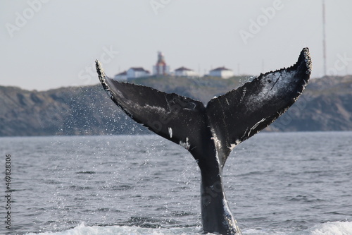 Fotografie Whale's Tail at Bonavista Lighthouse