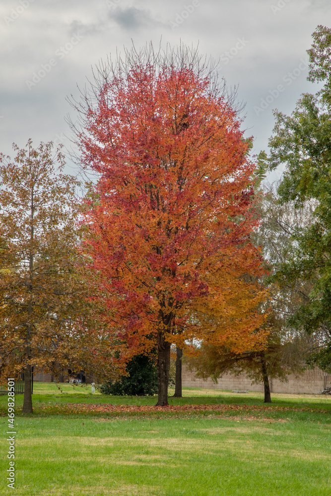 autumn trees in the park autumn trees in the park