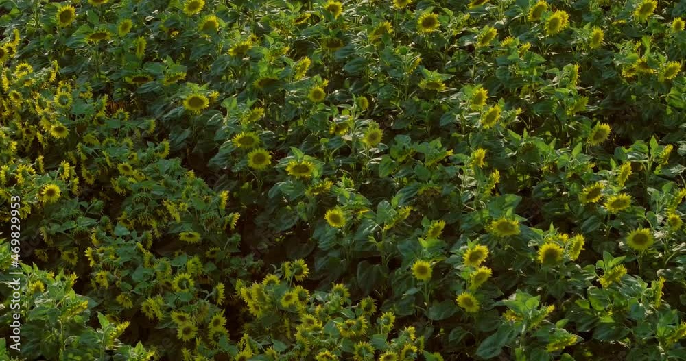 Aerial view of Sunflowers in a field at sunset Aerial view of Sunflowers in a field at sunset
