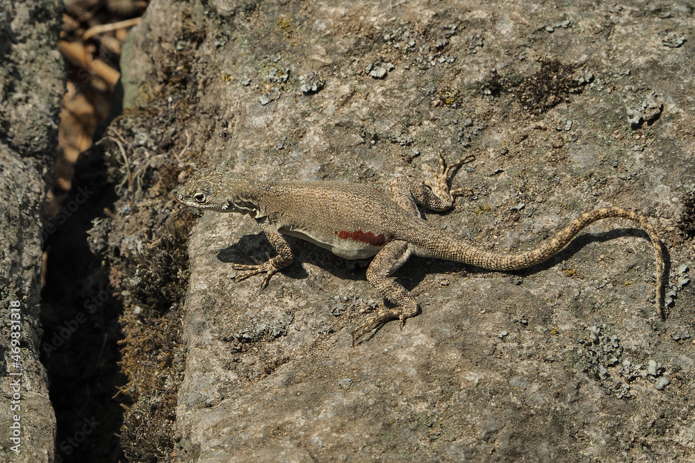 Lizard specimen. Microlophus Tigris
Lizard specimen. Microlophus Tigris