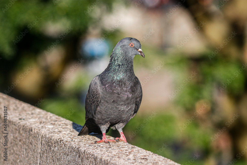 pigeon in the city