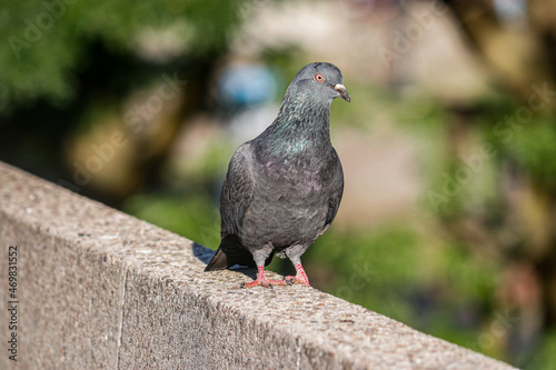 pigeon sitting on the stone