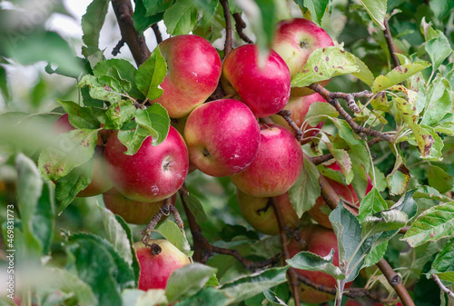 Red apples in a tree