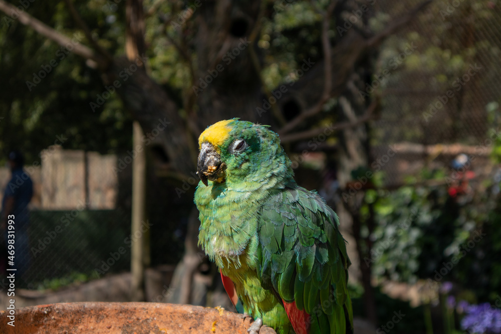 Obraz premium Loro