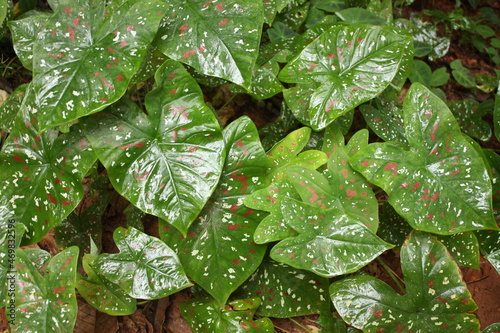 rain droplets on a colorful caladium plants  in the rain forest of boca de valeria on the amazon river in brazil, south america photo