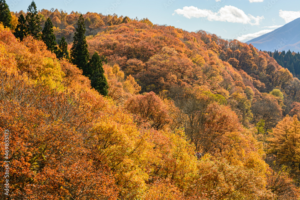 山の紅葉