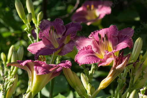 The flowers of the daylily Entrapment Hemerocallis Entrapment are mother-of-pearl pink in different stages of development - from bud to wilt. photo