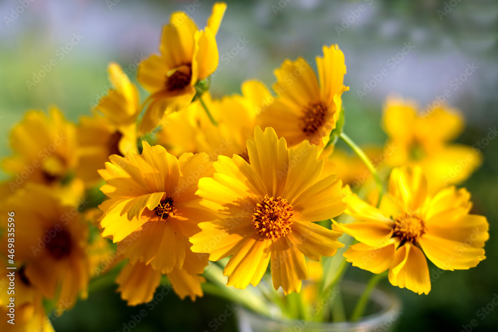Bright yellow flowers daisies on natural background. Selective soft focus Bright yellow flowers daisies on natural background. Selective soft focus