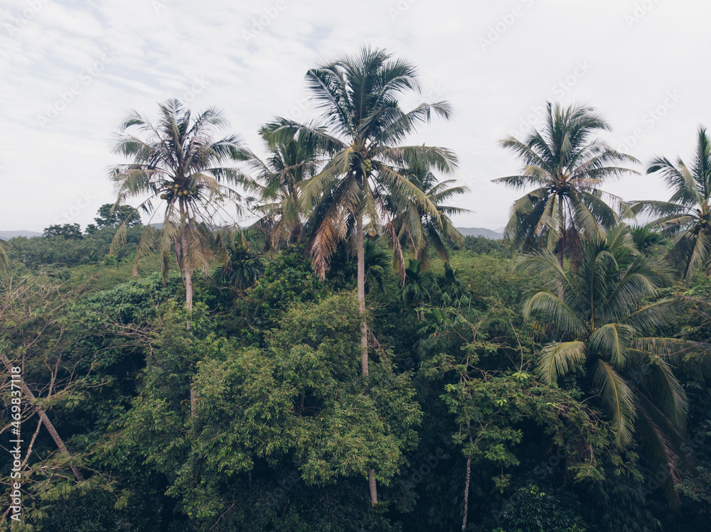 Aerial view tropical coconut forest with tree Aerial view tropical coconut forest with tree