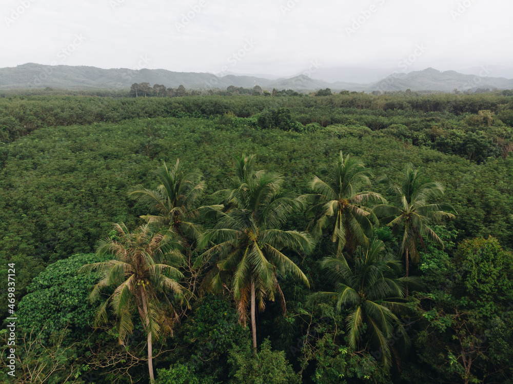 Aerial view tropical coconut forest with tree