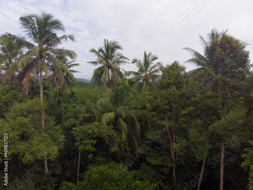 Aerial view tropical coconut forest with tree © themorningglory
