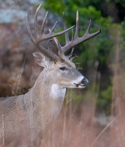 White-tailed Deer Buck