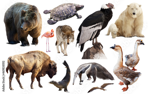 assortment of many north american wild birds and mammal animals isolated on white background.