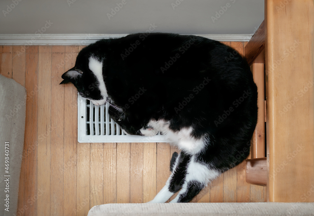 Cat sleeping on AC heat vent or register. Top view of large fat black and  white
