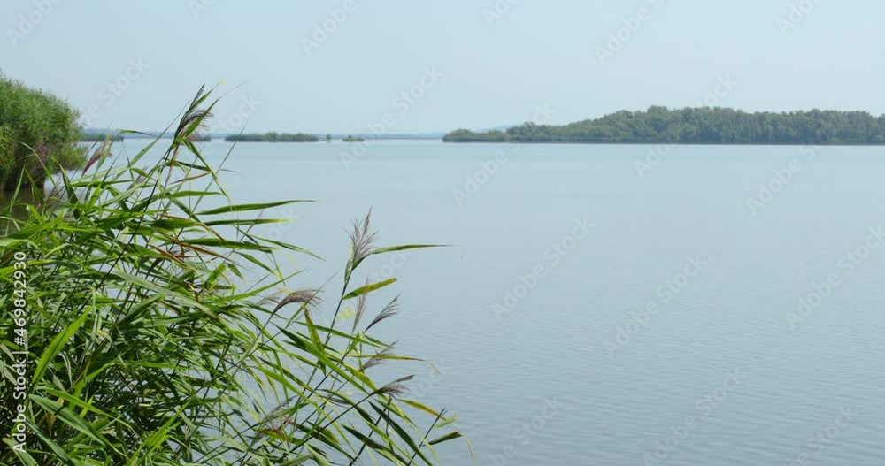 View of a lake and reeds moving in the wind during a sunny day.