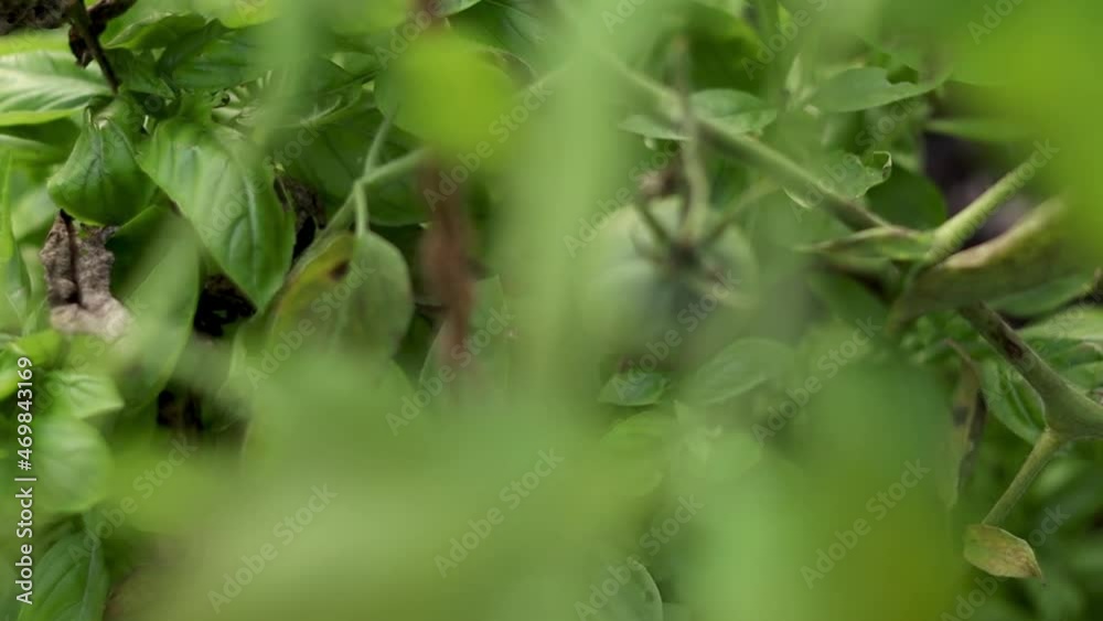 Close up Fresh Green Basil plant. Growing Culinary Herbs in a little Garden. Homestead, sustainable, zero waste living. Close up Fresh Green Basil plant. Growing Culinary Herbs in a little Garden. Homestead, sustainable, zero waste living.