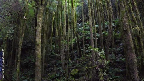 Sunshine in Tasmania forest. Sunlight through jungle canopy nature background photo