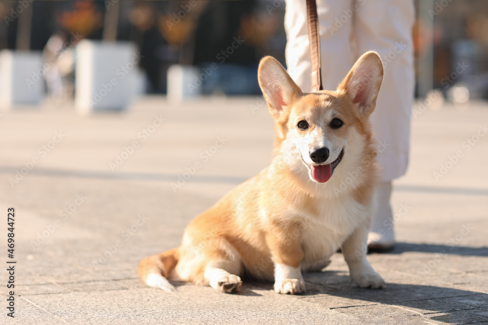 Cute Corgi dog with owner on city square Cute Corgi dog with owner on city square