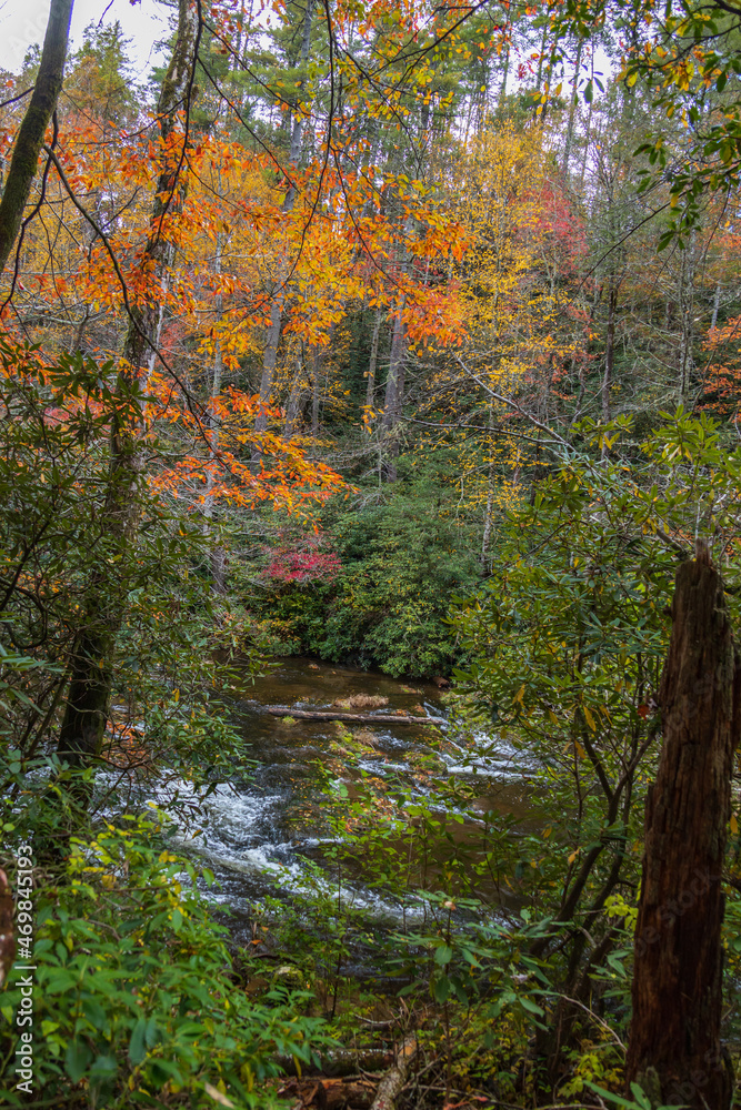 Tall trees with colorful fall foliage and a stream in the forest Tall trees with colorful fall foliage and a stream in the forest