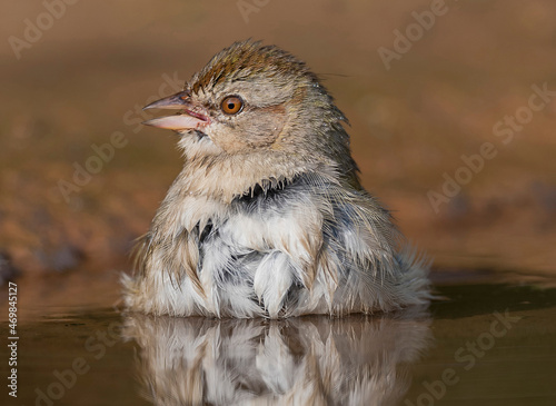 Canyon towhee Getting Ready for Another Dip photo