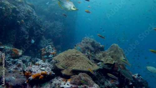 Wallpaper Mural Under water film of tropical fish in large numbers and ambundant coral reefs - The Gulf of Thailand in 4K RES Torontodigital.ca