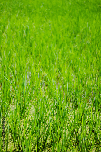 Rows and rows of green paddy trees have created beautiful scenery