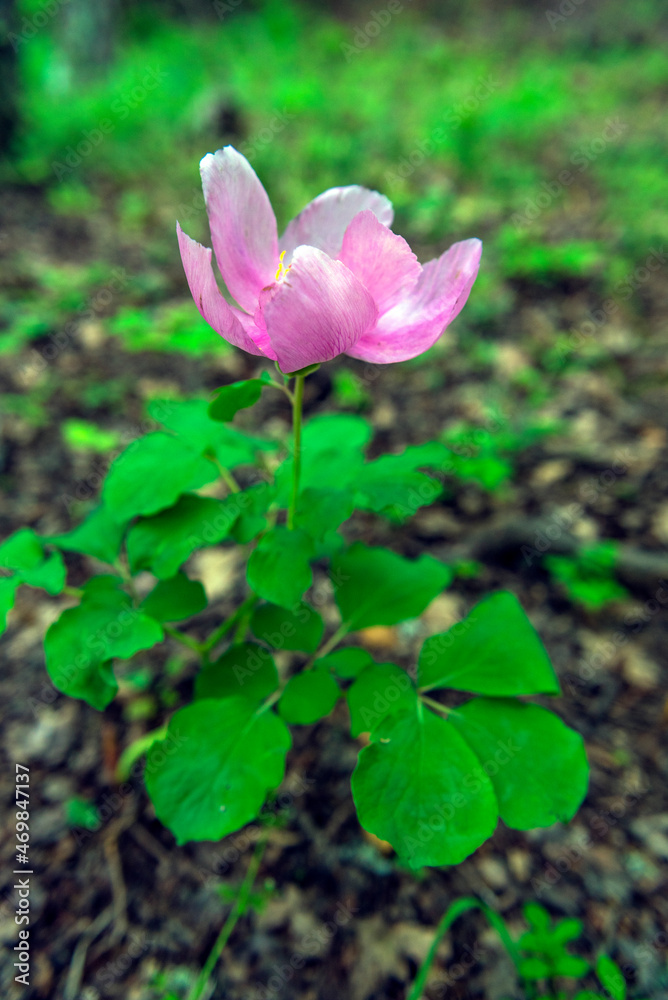 Pink crimean peony (Paeonia daurica) in the forest. Pink crimean peony (Paeonia daurica) in the forest.