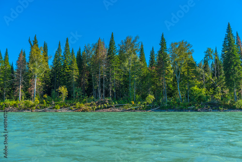 katun river and pine and spruce forest