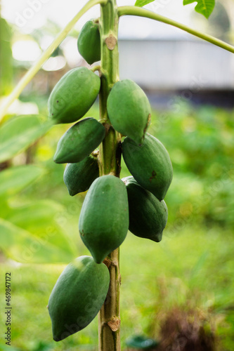 A papaya tree and a lot of green papayas and its background is blurred
