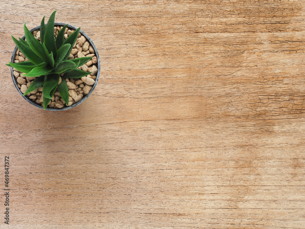 Top view, cactus in pot on wooden table. Flat lay with copy space for your text.. Top view, cactus in pot on wooden table. Flat lay with copy space for your text..