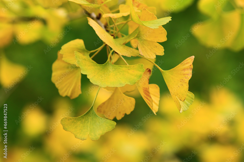 autumn colorful leaves of Ginkgo(Maidenhair) Tree,close-up of yellow with green leaves growing on the branches of the Ginkgo tree at autumn autumn colorful leaves of Ginkgo(Maidenhair) Tree,close-up of yellow with green leaves growing on the branches of the Ginkgo tree at autumn