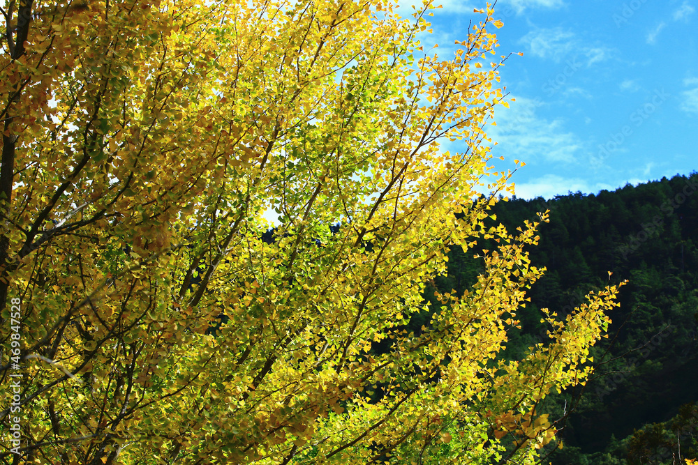 beautiful autumn scenery with Ginkgo(Maidenhair) Tree,view of yellow and green leaves growing on the branches of the Ginkgo tree at a sunny day beautiful autumn scenery with Ginkgo(Maidenhair) Tree,view of yellow and green leaves growing on the branches of the Ginkgo tree at a sunny day