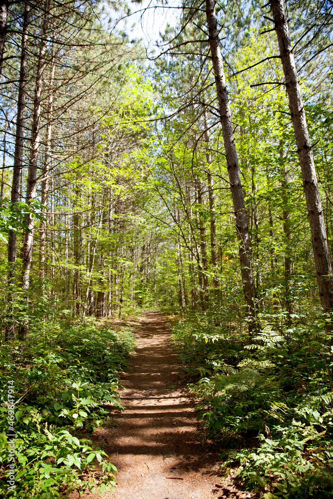A hiking trail in an Ontario Provincial Park. A hiking trail in an Ontario Provincial Park.