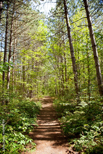 A hiking trail in an Ontario Provincial Park.