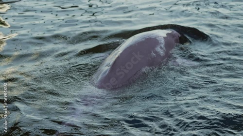 This video shows a swimming beluga whale as it breaches surface in slow motion and swims away. photo