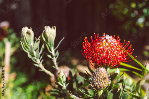 native Australian red protea flower outdoor in beautiful tropical backyard