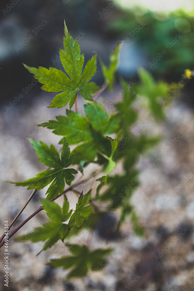 close-up of japanese maple plant shot at shallow depth of field close-up of japanese maple plant shot at shallow depth of field