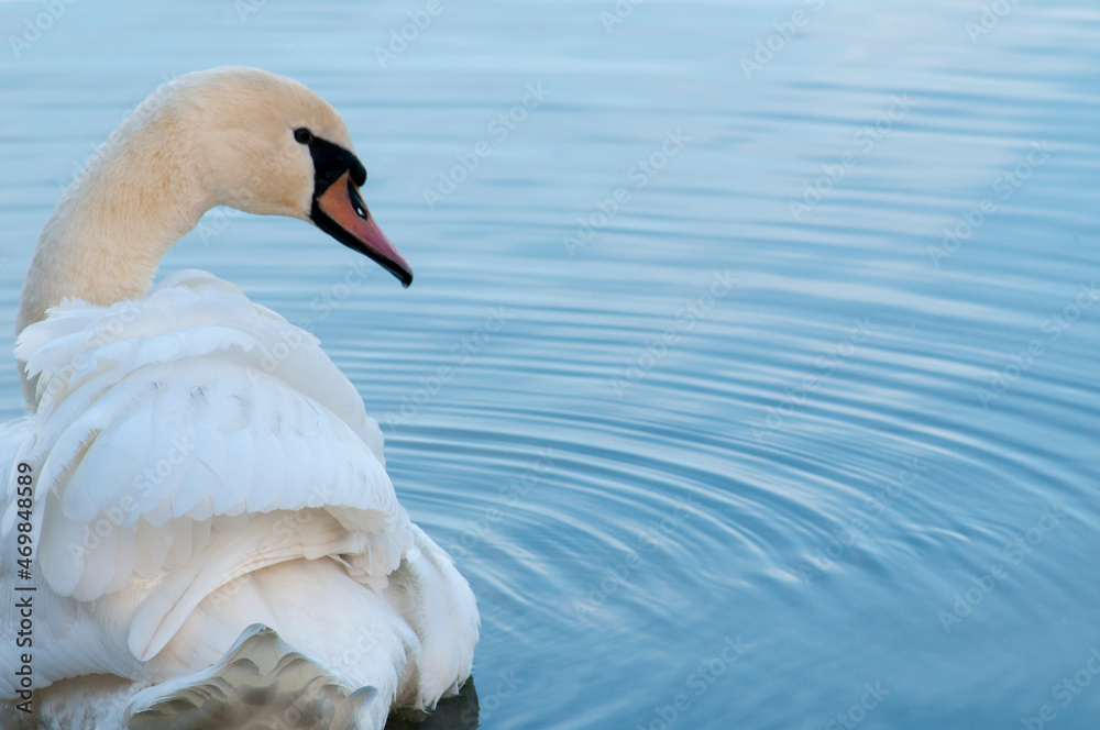 Naklejka premium white swans feather in composition